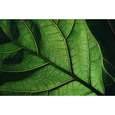CHLOROPHYLL ΕRΚΑ 100-1 E141